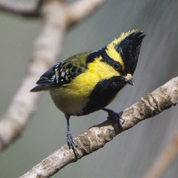 Himalayan Black-lored Tit